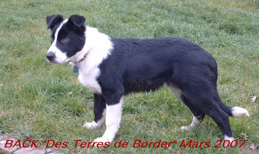 Chiot Border collie