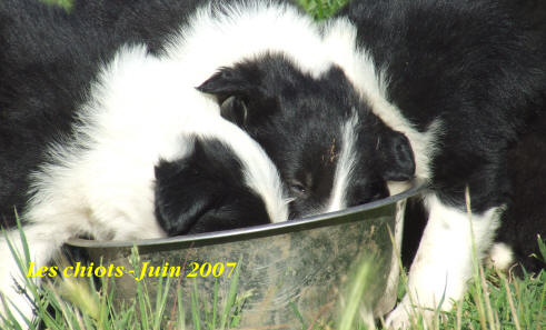 breeder border collie in france