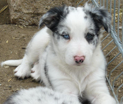 Elevage de Border collie dans l'Aude