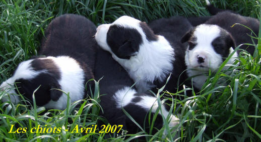 annonces chiots border collie