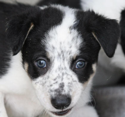 Border collie dans l'Aude.