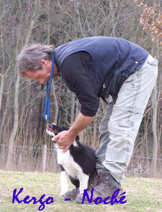 pension canine dans l'aude  lauraguel