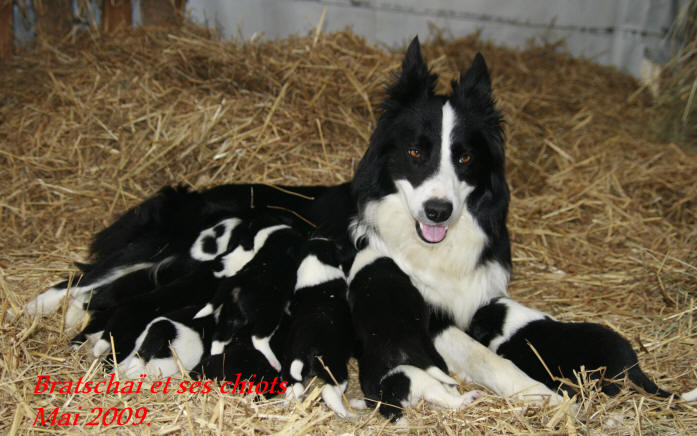 sheepdog border collie breeder