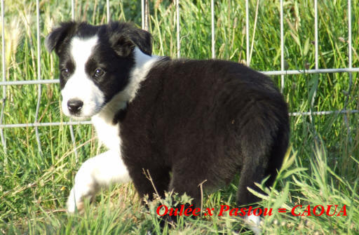 chenil border collie. Border collie appartement.