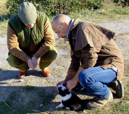 border collie chiot dans l'aude