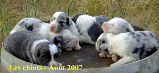 border collie chiot bleu merle 2 mois