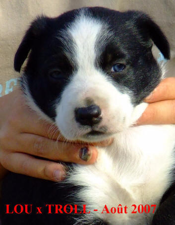 pension canine ducation canine dans l'aude