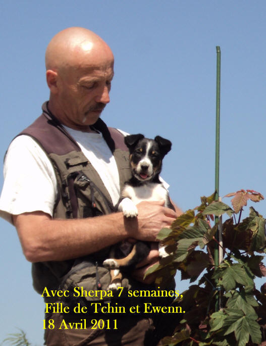 chiot border collie