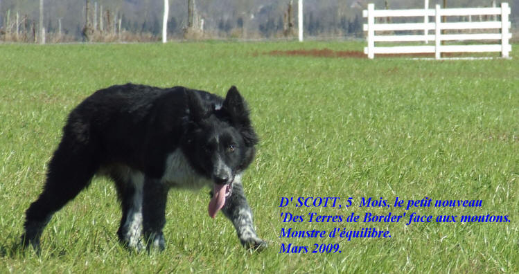 Border collie aude. Border collie photo.