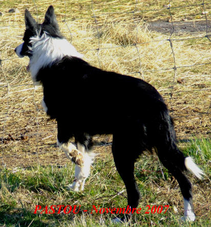 border collie dressage  lauraguel au coeur du pays cathare dans le dpartement de l'aude