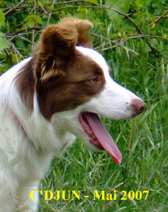 patou chien de protection des troupeaux