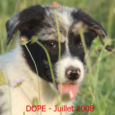 Prix d'un chiot Border collie