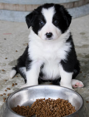 chiot border collie noir et blanc  poil long