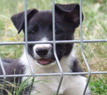 Chiot Border collie