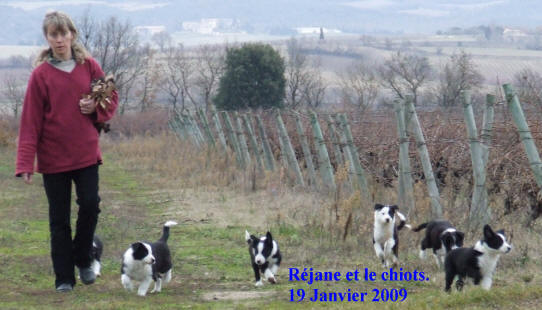 france border collie, levage, dressage, ducation, pension canine, agility, kergomard