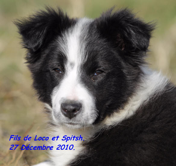 chiot border collie