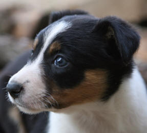 border collie chiot tricolore