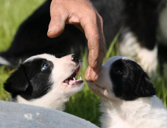 border collie chiot tricolore 2 mois