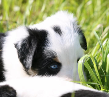 border collie chiot tricolore vairon