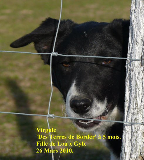 levage de border collie des terres de border