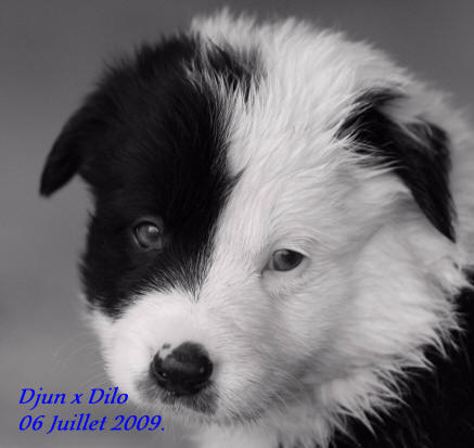 chiot border collie