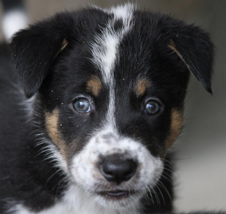 Photo chiot border collie tricolore  vendre