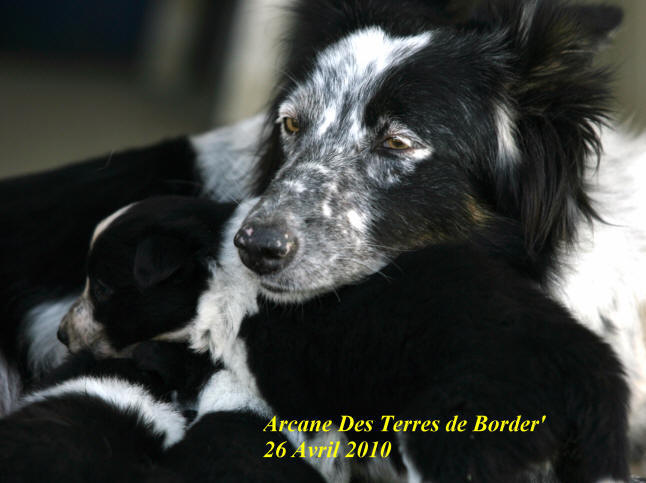 chiot border collie