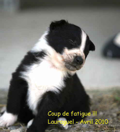 chiot border collie a vendre