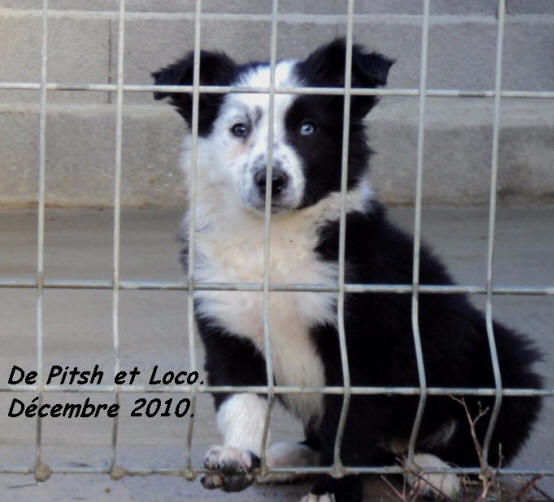 chiot border collie