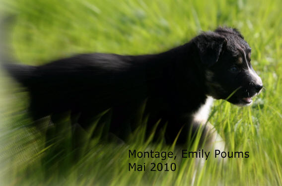 chiot border collie