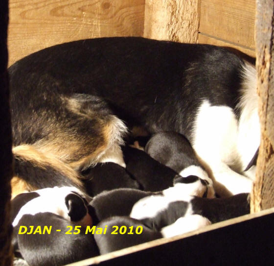 chiots border collie