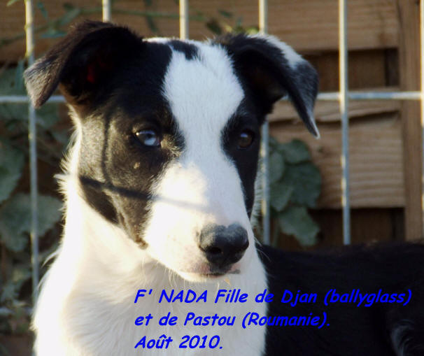 border collie chiot gris