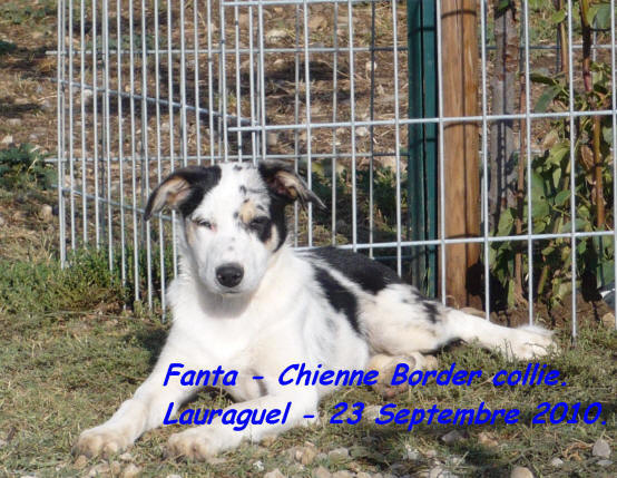 chiot border collie bleu merle