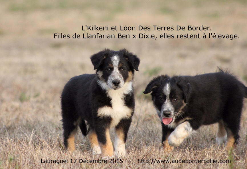 Chienne Border collie tricolore