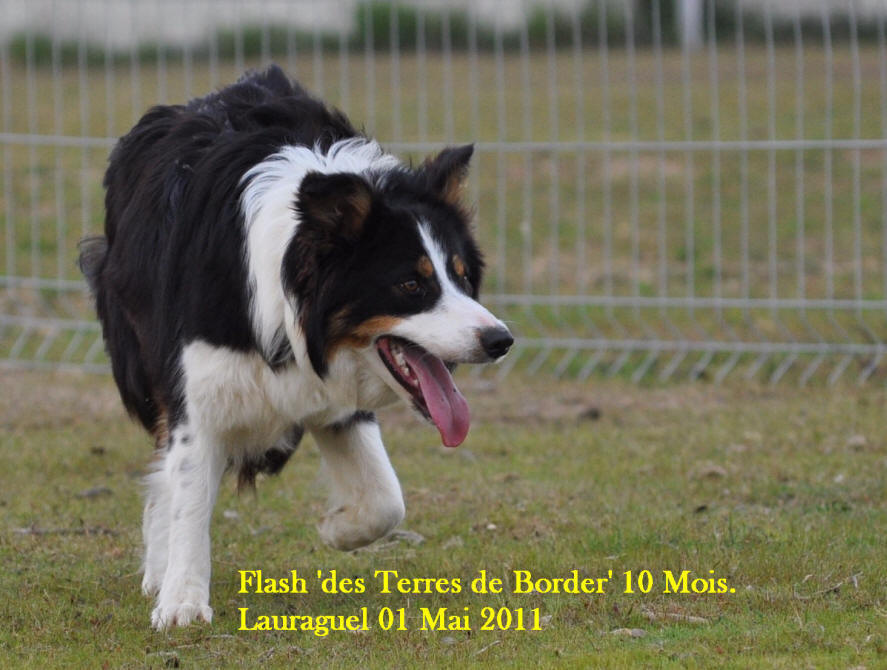 Image Border collie