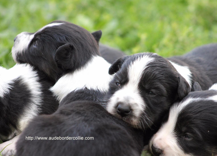 Loi sur la vente des chiots