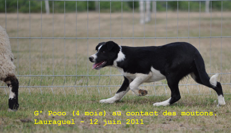 levage de border collies