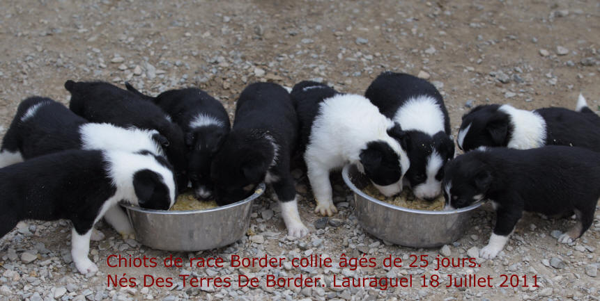 chiot border collie  vendre