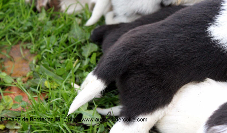 Elevage de Border collie