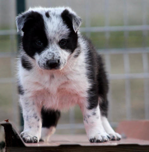 Chiot Border collie  vendre