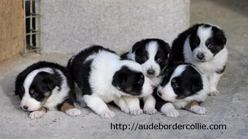 Chiot Border collie