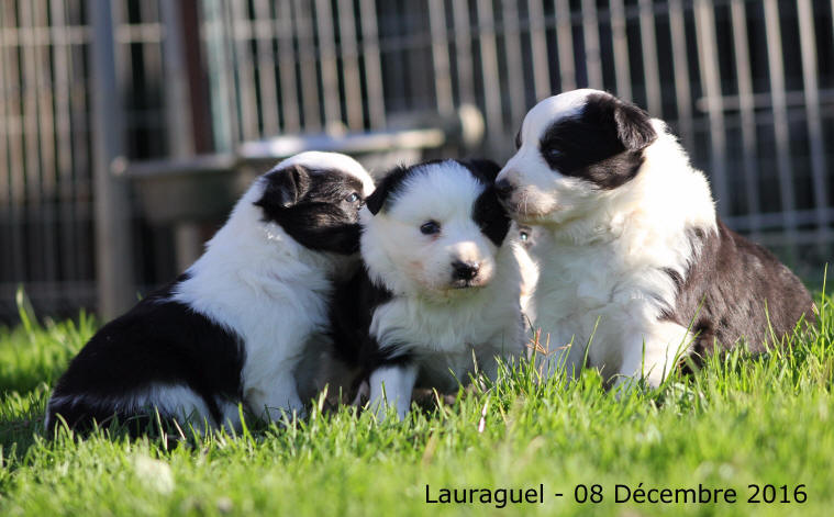 Chiot Border collie  vendre