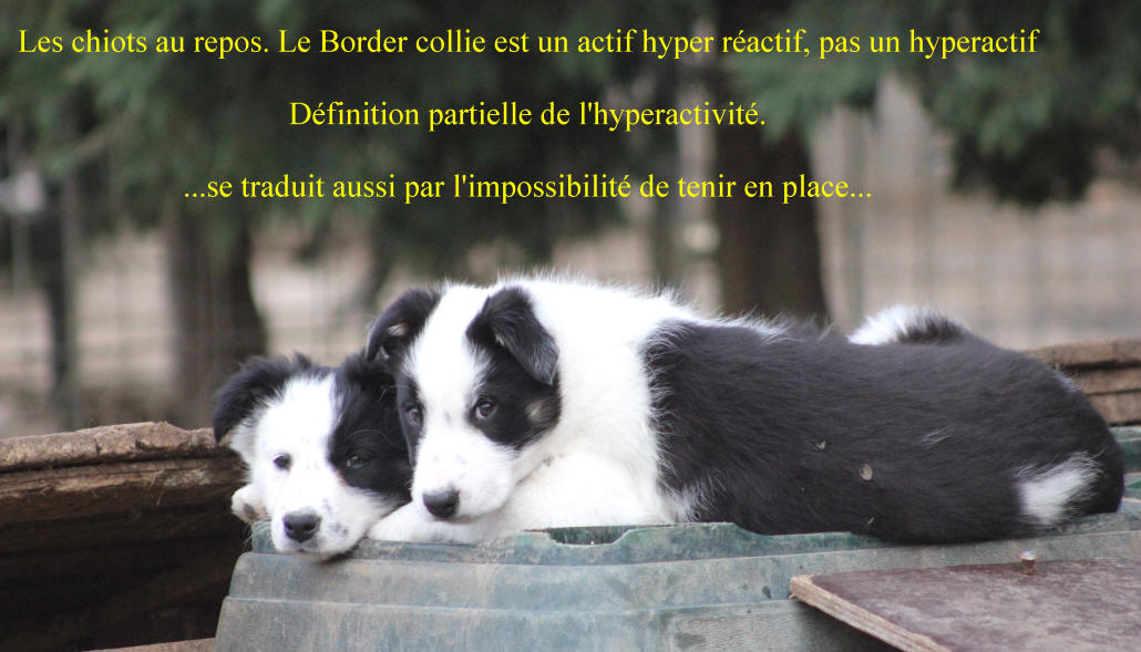 Border collie noir et blanc  vendre