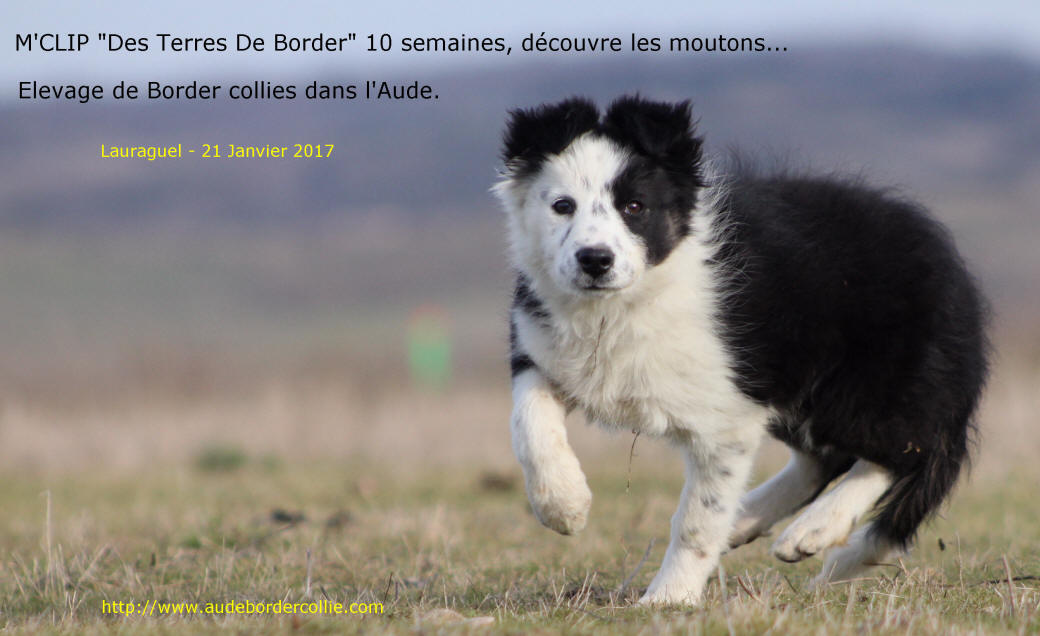 Elevage de Border collies