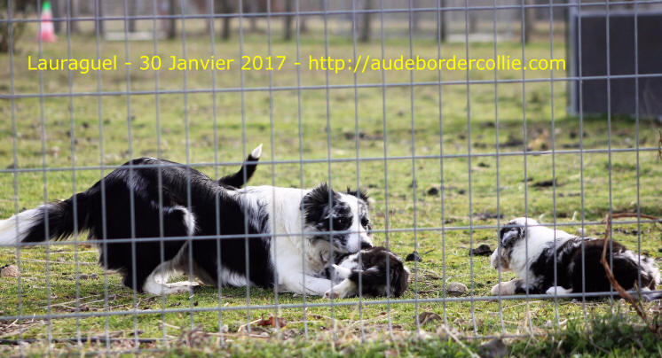 Chiot Border collie Bleu merle  vendre