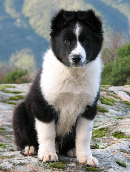 Images chiot Border collie