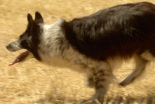 concours border collie