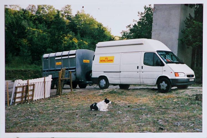 Dmonstrations de chiens de berger.