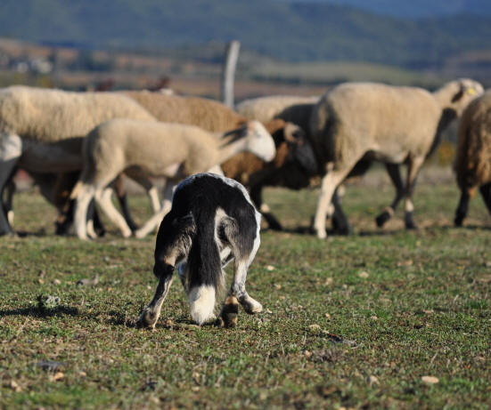 Dmonstration de chiens de berger