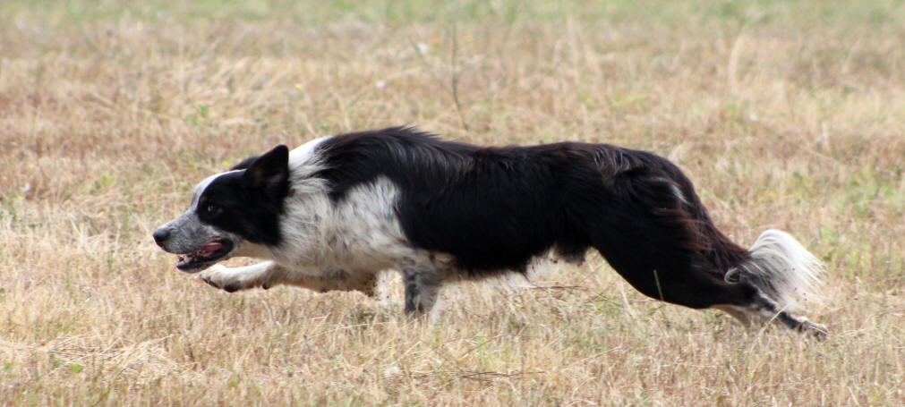 Dmonstrations de chiens de berger dans l'Aude.